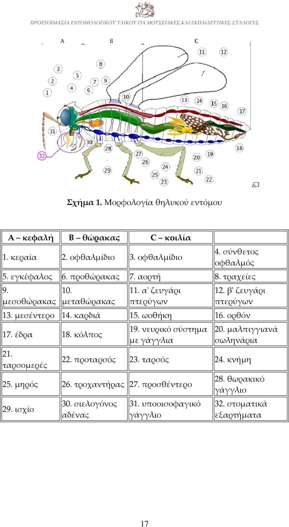ωοθήκη 16. ορθόν 17. έδρα 18. κόλπος 21. ταρσομερές 19. νευρικό σύστημα με γάγγλια 20. μαλπιγγιανά σωληνάρια 22. προταρσός 23. ταρσός 24.