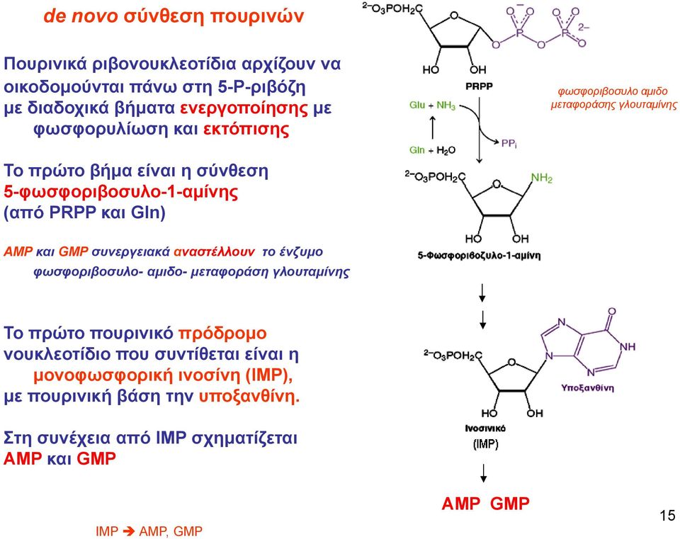 και Gln) AMP και GMP συνεργειακά αναστέλλουν το ένζυμο φωσφοριβοσυλο- αμιδο- μεταφοράση γλουταμίνης To πρώτο πουρινικό πρόδρομο νουκλεοτίδιο