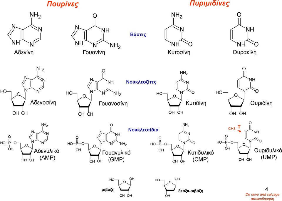 H Αδενυλικό (AMP) H P H H H 2 H H Γουανυλικό (GMP) Νουκλεοτίδια H P H H H 2 H Κυτιδυλικό (CMP) H