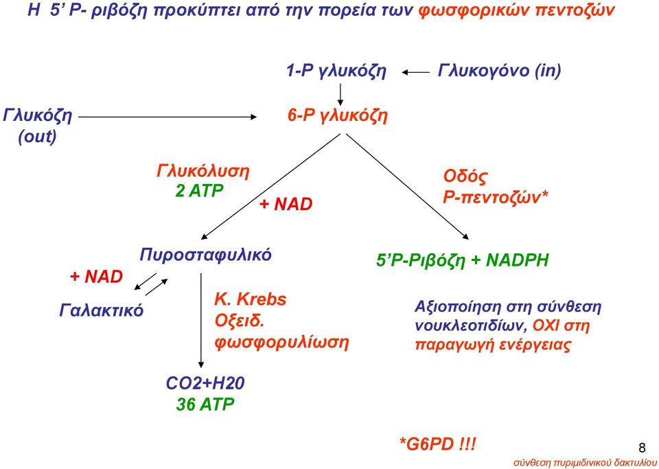 Πυροσταφυλικό C2+H20 36 ATP 5 P-Ριβόζη + ΝΑDPH K. Κrebs Aξιοποίηση στη σύνθεση Οξειδ.