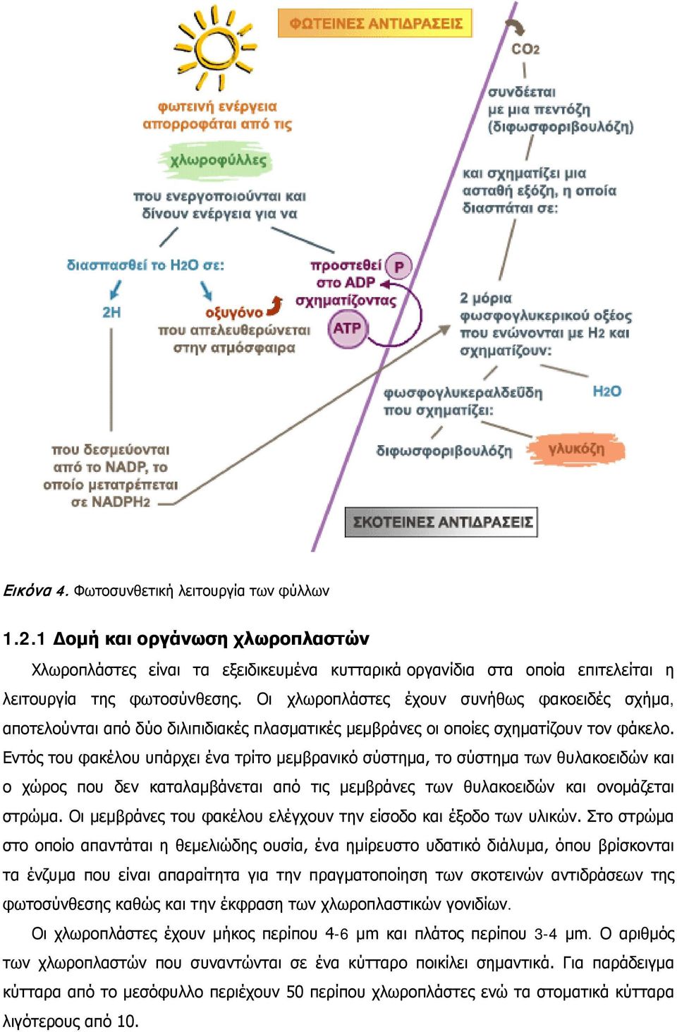 Εντός του φακέλου υπάρχει ένα τρίτο μεμβρανικό σύστημα, το σύστημα των θυλακοειδών και ο χώρος που δεν καταλαμβάνεται από τις μεμβράνες των θυλακοειδών και ονομάζεται στρώμα.