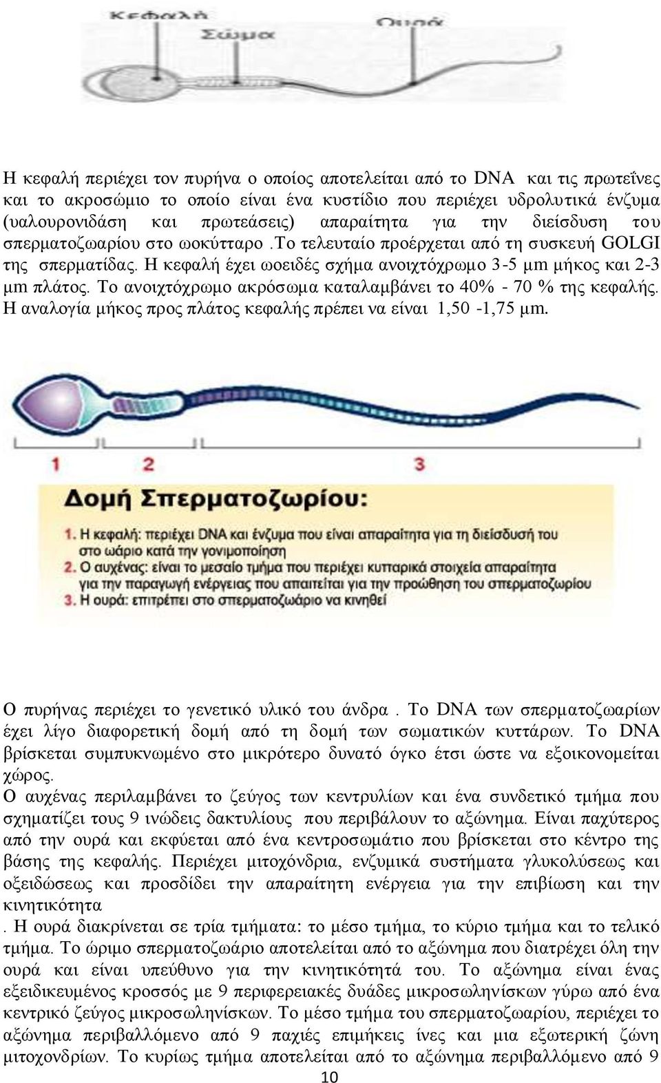 Σν αλνηρηφρξσκν αθξφζσκα θαηαιακβάλεη ην 40% - 70 % ηεο θεθαιήο. Ζ αλαινγία κήθνο πξνο πιάηνο θεθαιήο πξέπεη λα είλαη 1,50-1,75 κm. Ο ππξήλαο πεξηέρεη ην γελεηηθφ πιηθφ ηνπ άλδξα.