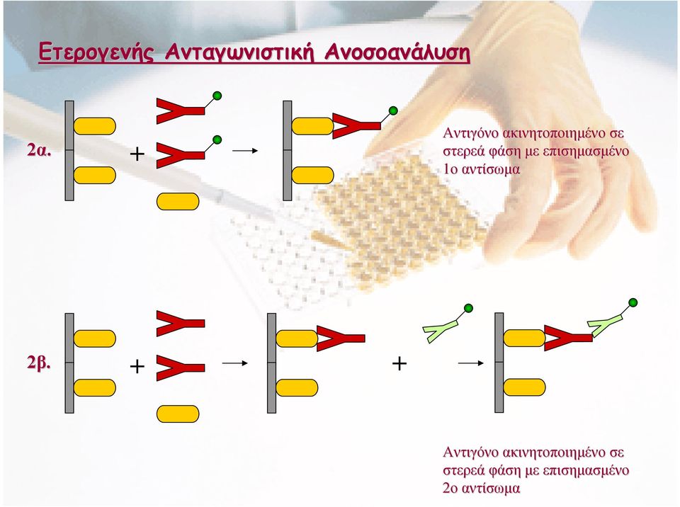 επισηµασµένο 1ο αντίσωµα 2β.