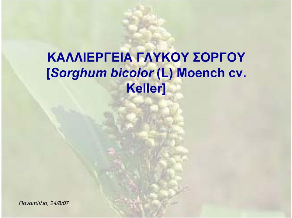 [Sorghum bicolor