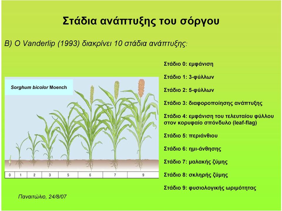 ανάπτυξης Στάδιο 4: εμφάνιση του τελευταίου φύλλου στον κορυφαίο σπόνδυλο (leaf-flag) Στάδιο 5: