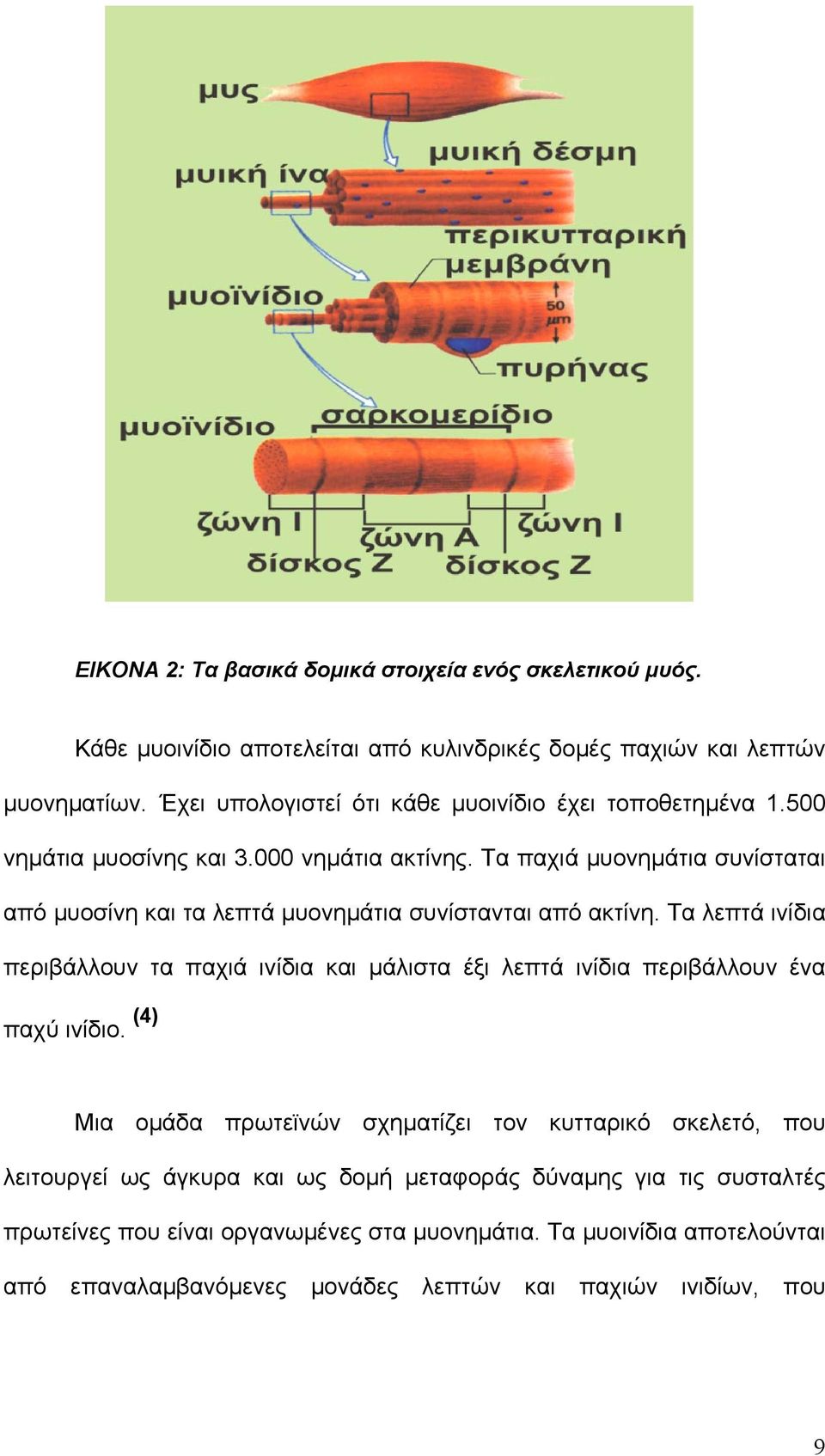 Τα παχιά μυονημάτια συνίσταται από μυοσίνη και τα λεπτά μυονημάτια συνίστανται από ακτίνη.