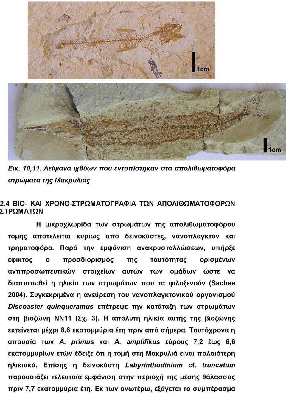 Παρά την εµφάνιση ανακρυσταλλώσεων, υπήρξε εφικτός ο προσδιορισµός της ταυτότητας ορισµένων αντιπροσωπευτικών στοιχείων αυτών των οµάδων ώστε να διαπιστωθεί η ηλικία των στρωµάτων που τα φιλοξενούν