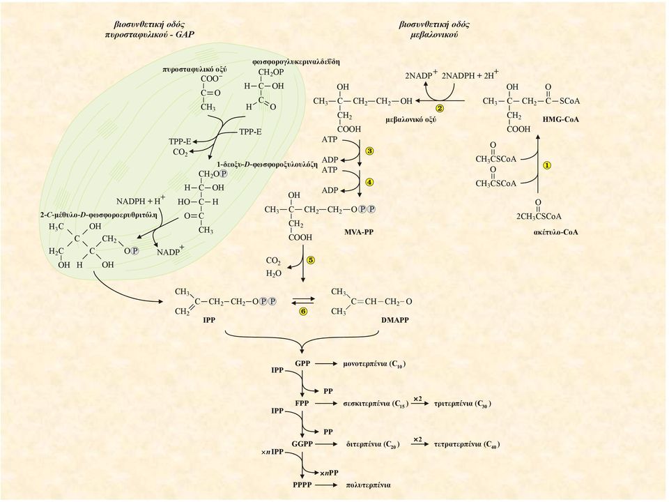 CH 2 CH 2 ADP CH 2 MVA-PP 2NADP H µεβαλονικό οξύ 2NADPH + 2H CH 3 C CH 2 C SCoA H CH 2 CH 3 CSCoA CH 3 CSCoA CH HMG-CoA 2CH 3 CSCoA ακέτυλο-coa CH CH CH 3 C P P CH 2 2 2