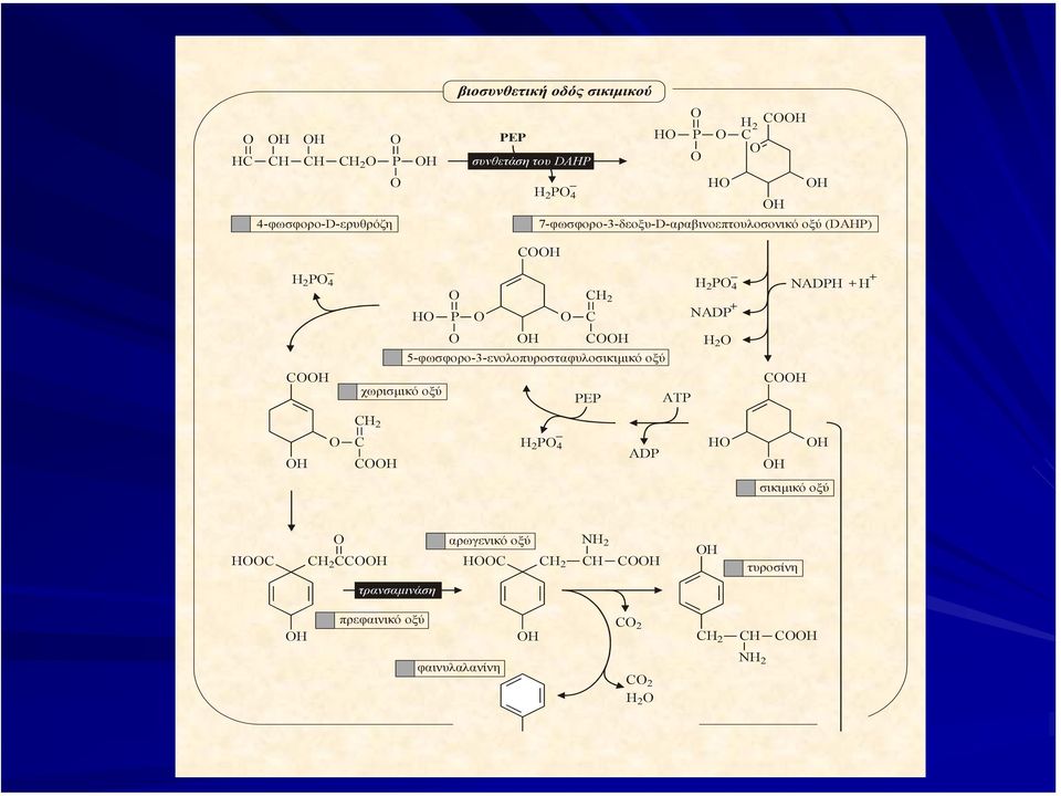 5-φωσφορο-3-ενολοπυροσταφυλοσικιµικό οξύ χωρισµικό οξύ PEP ATP H 2 CH CH 2 H C CH H 2 P 4 ADP H H H σικιµικό