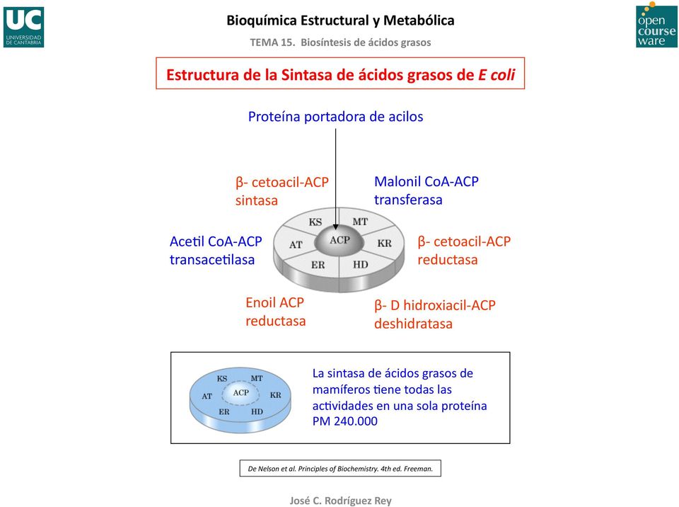 cetoacil- ACP reductasa Enoil ACP reductasa β- D hidroxiacil- ACP deshidratasa La