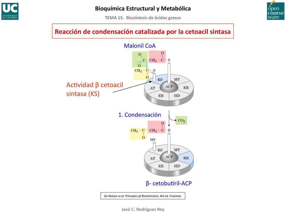 Malonil CoA AcBvidad β cetoacil