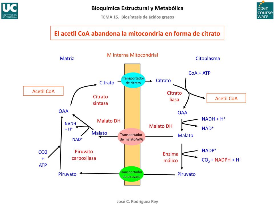 DH Malato Transportador de malato/αkg Malato DH Citrato liasa OAA Malato NADH + H + NAD + AceBl CoA CO2