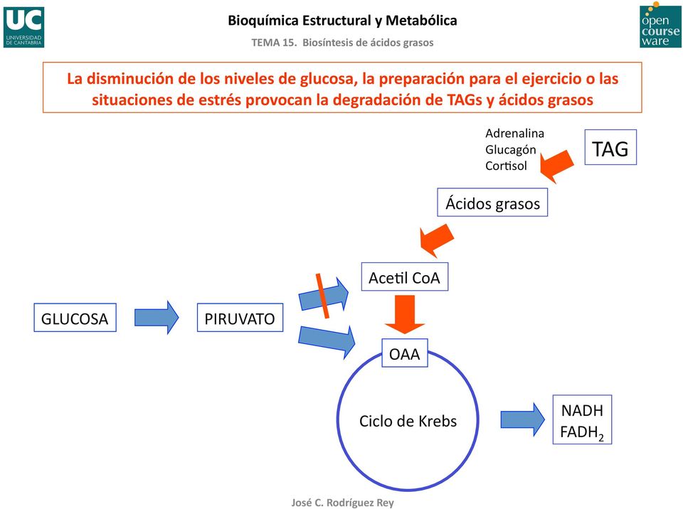 degradación de TAGs y ácidos grasos Adrenalina Glucagón CorBsol