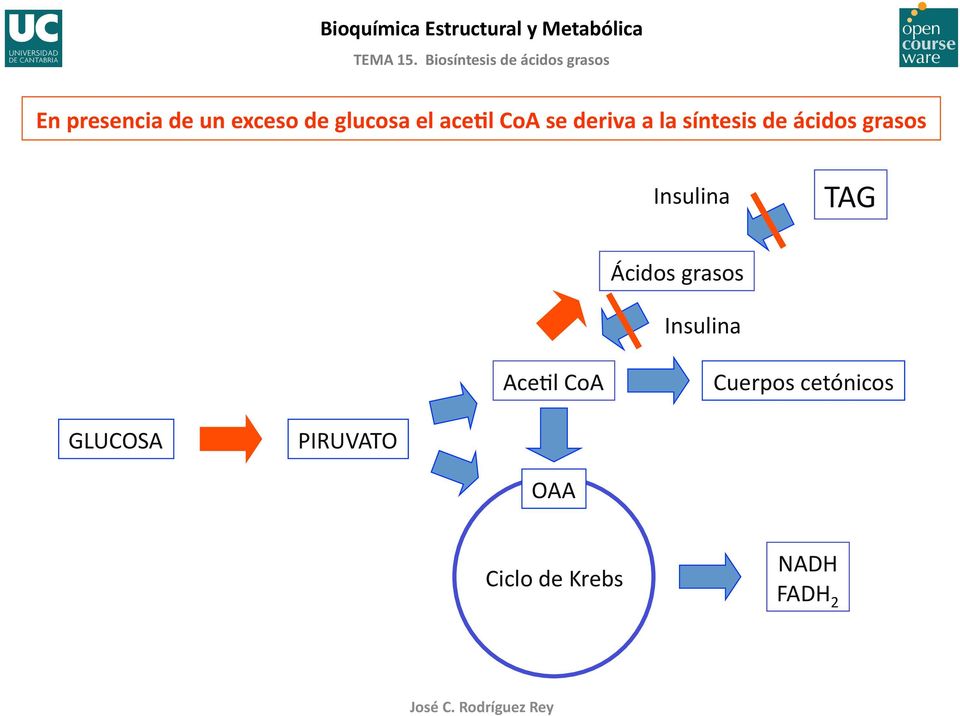 TAG Ácidos grasos Insulina AceBl CoA Cuerpos