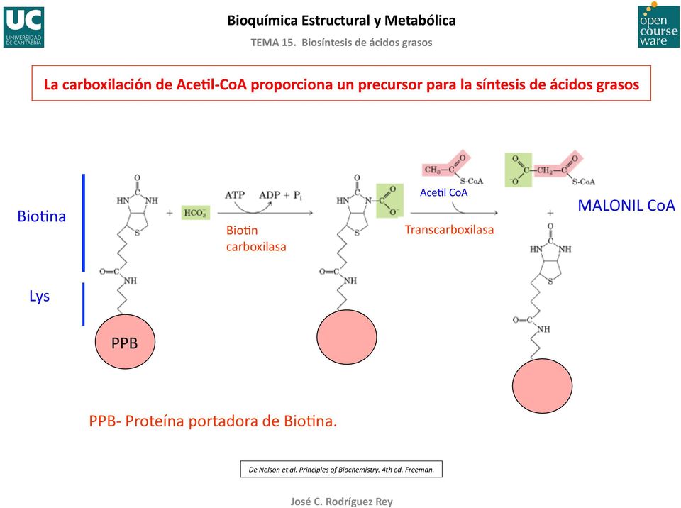 BioBna BioBn carboxilasa AceBl CoA