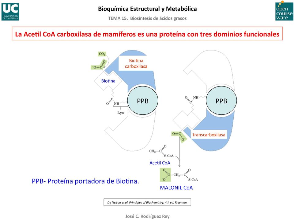 carboxilasa BioBna PPB PPB transcarboxilasa