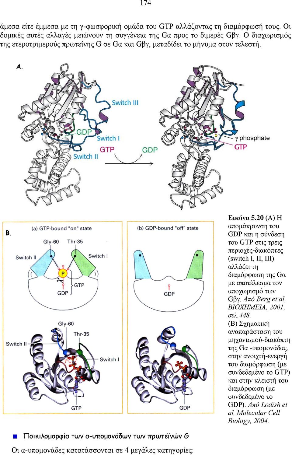 20 (Α) Η απομάκρυνση του GDP και η σύνδεση του GTP στις τρεις περιοχές-διακόπτες (switch I, II, III) αλλάζει τη διαμόρφωση της Gα με αποτέλεσμα τον αποχωρισμό των Gβγ.