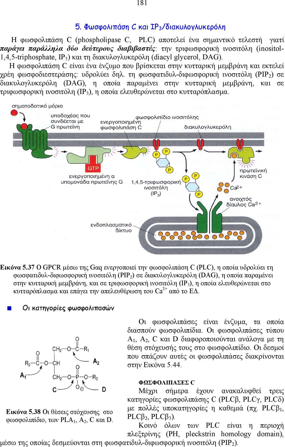 1,4,5-triphosphate, IP 3 ) και τη διακυλογλυκερόλη (diacyl glycerol, DAG). Η φωσφολιπάση C είναι ένα ένζυμο που βρίσκεται στην κυτταρική μεμβράνη και εκτελεί χρέη φωσφοδιεστεράσης: υδρολύει δηλ.