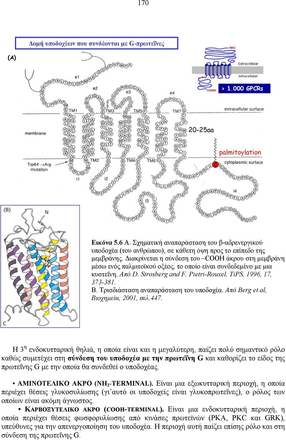 Διακρίνεται η σύνδεση του COOH άκρου στη μεμβράνη μέσω ενός παλμιτοϊκού οξέος, το οποίο είναι συνδεδεμένο με μια κυστεΐνη. Από D. Strosberg and F. Pietri-Rouxel, TiPS, 1996, 17, 373-381. B.