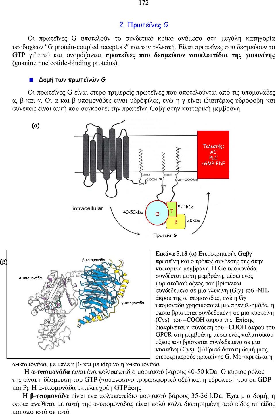 Δομή των πρωτεϊνών G Οι πρωτεΐνες G είναι ετερο-τριμερείς πρωτεΐνες που αποτελούνται από τις υπομονάδες α, β και γ.