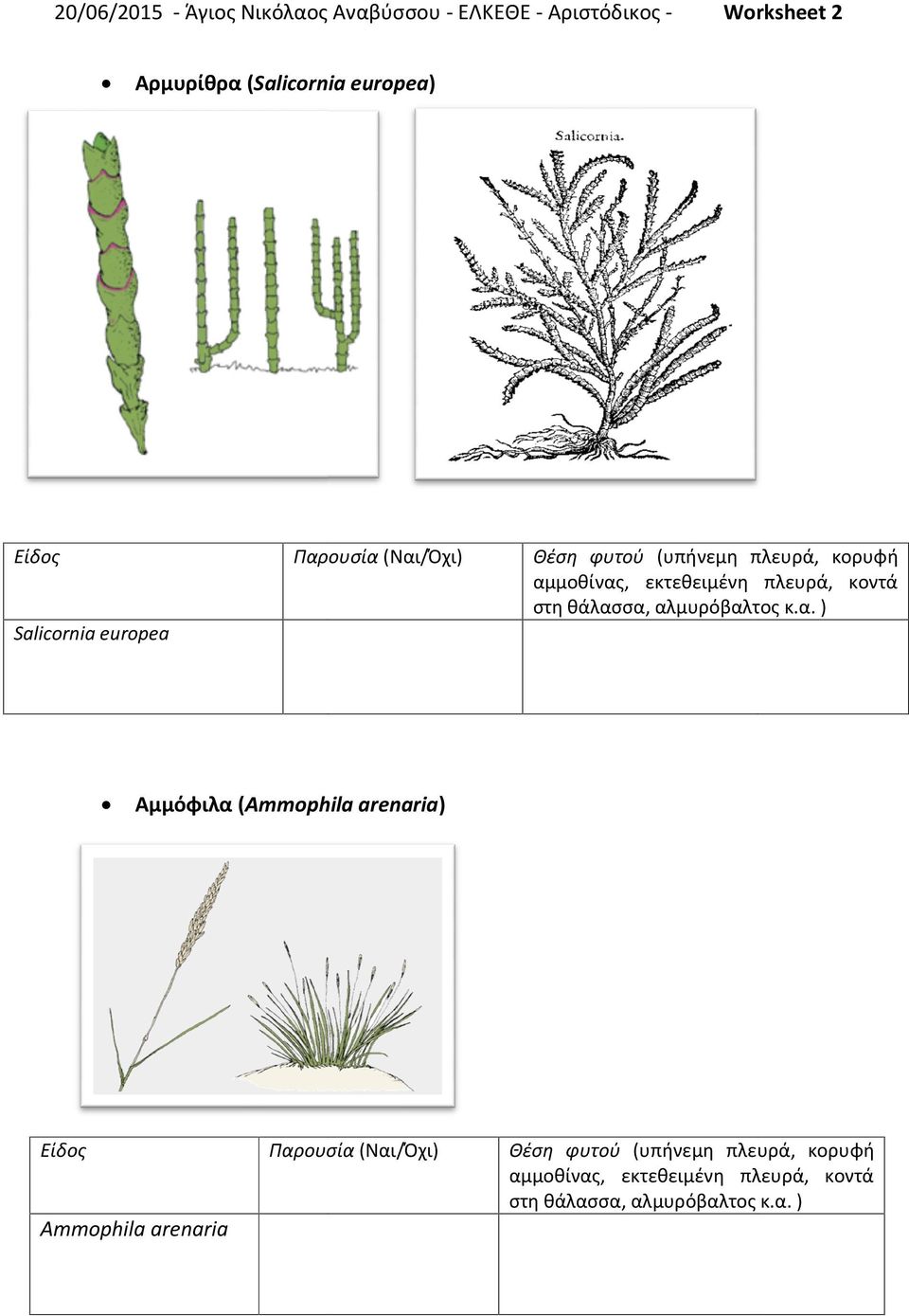 (Salicornia europea) Salicornia europea