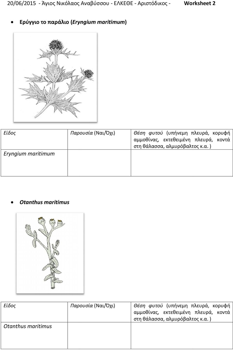 (Eryngium maritimum) Eryngium maritimum