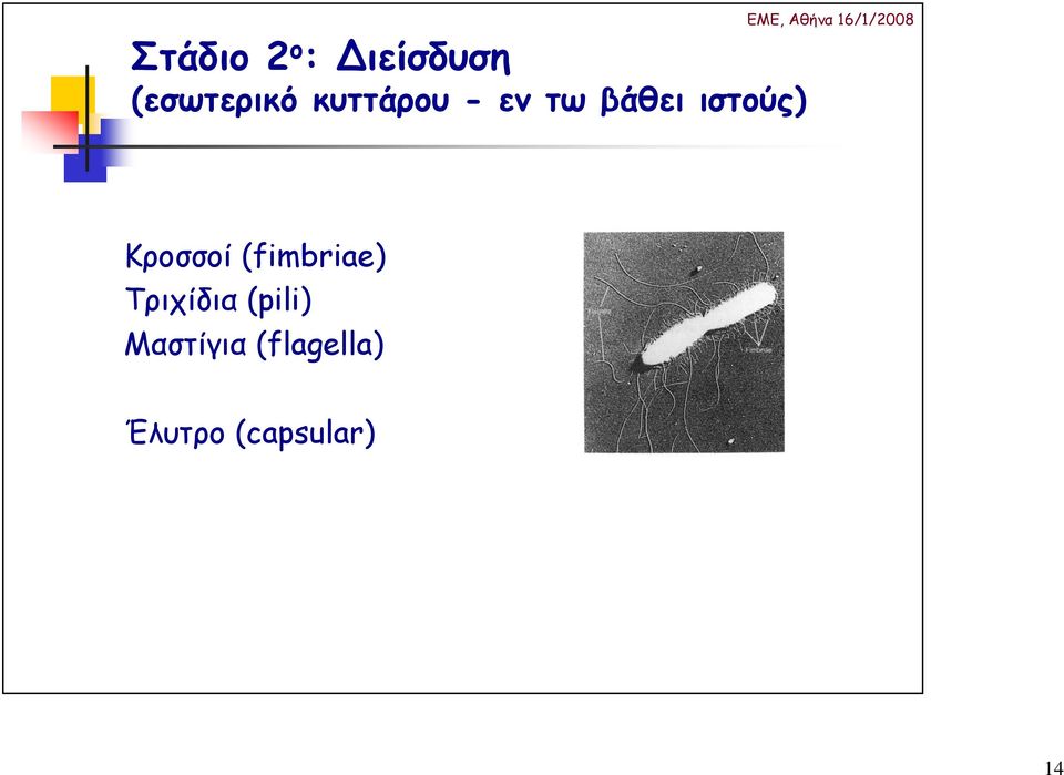 ιστούς) Κροσσοί (fimbriae)