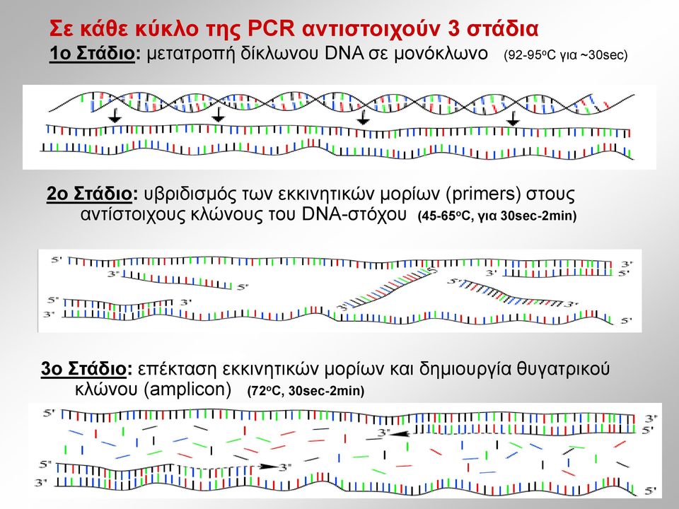 (primers) στους αντίστοιχους κλώνους του DNA-στόχου (45-65 o C, για 30sec-2min) 3o