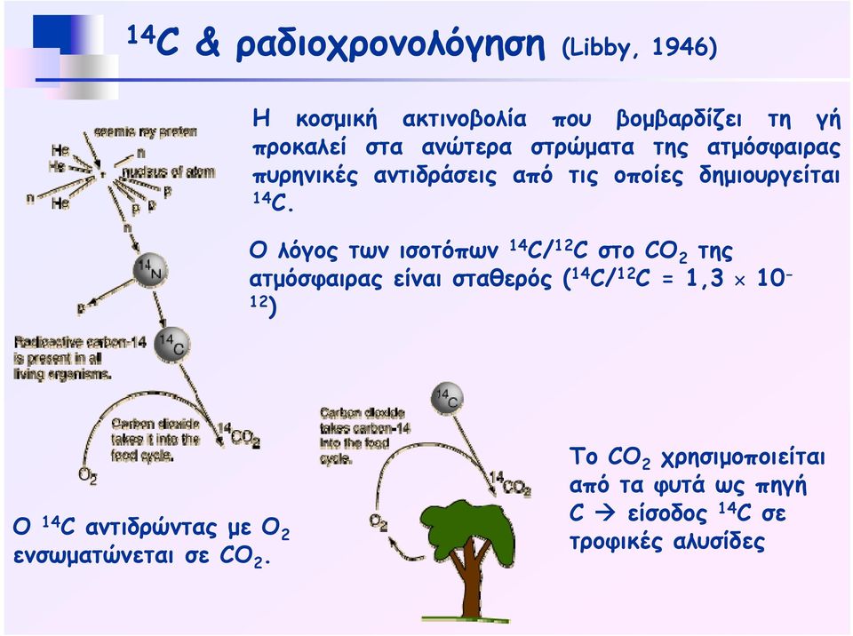 Ο λόγος των ισοτόπων 14 C/ 12 C στο CΟ 2 της ατμόσφαιρας είναι σταθερός ( 14 C/ 12 C = 1,3 10-12 ) Ο