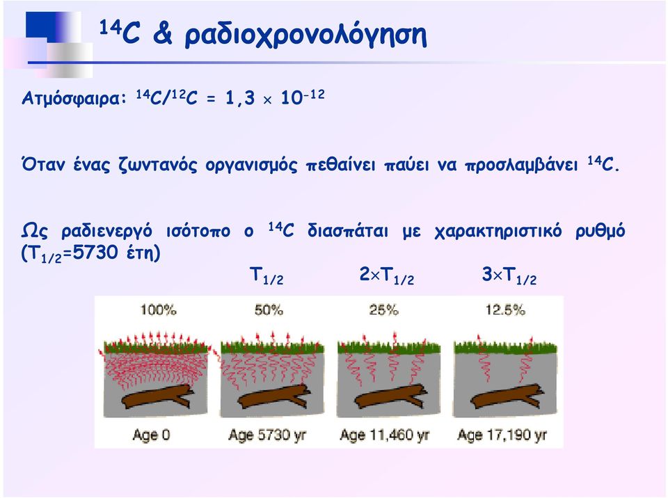 προσλαμβάνει 14 C.