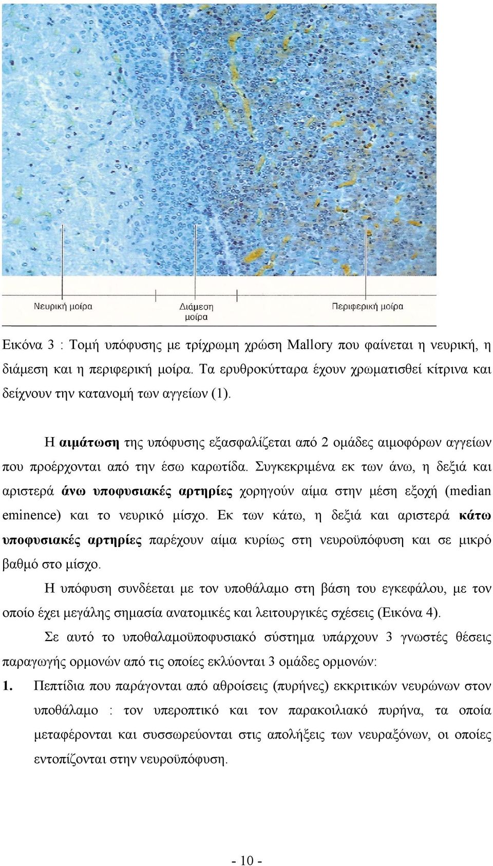 Συγκεκριμένα εκ των άνω, η δεξιά και αριστερά άνω υποφυσιακές αρτηρίες χορηγούν αίμα στην μέση εξοχή (median eminence) και το νευρικό μίσχο.