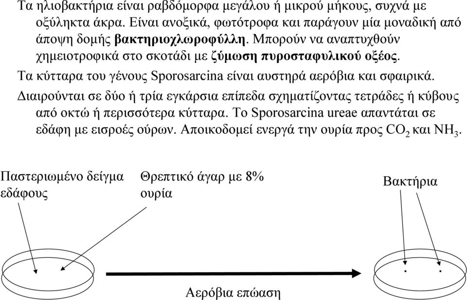 Μπορούν να αναπτυχθούν χημειοτροφικά στο σκοτάδι με ζύμωση πυροσταφυλικού οξέος. Τα κύτταρα του γένους Sporosarcina είναι αυστηρά αερόβια και σφαιρικά.