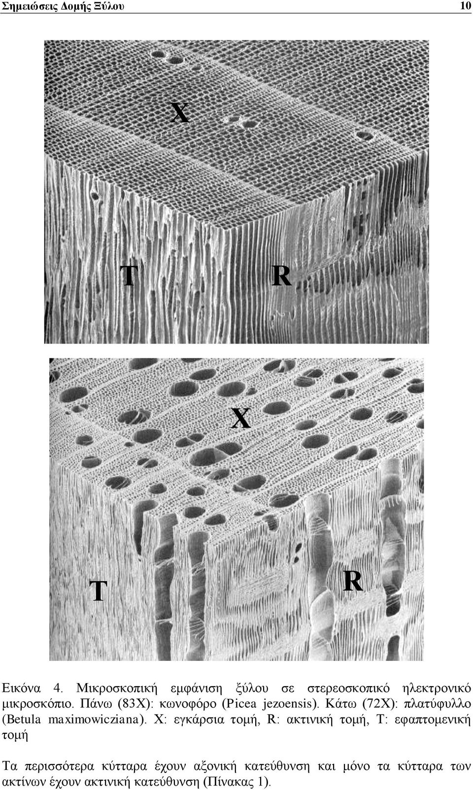 Πάνω (83Χ): κωνοφόρο (Picea jezoensis). Κάτω (72Χ): πλατύφυλλο (Betula maximowicziana).