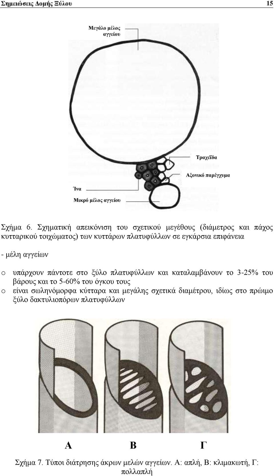 αγγείων o υπάρχουν πάντοτε στο ξύλο πλατυφύλλων και καταλαμβάνουν το 3-25% του βάρους και το 5-60% του όγκου τους o είναι σωληνόμορφα κύτταρα