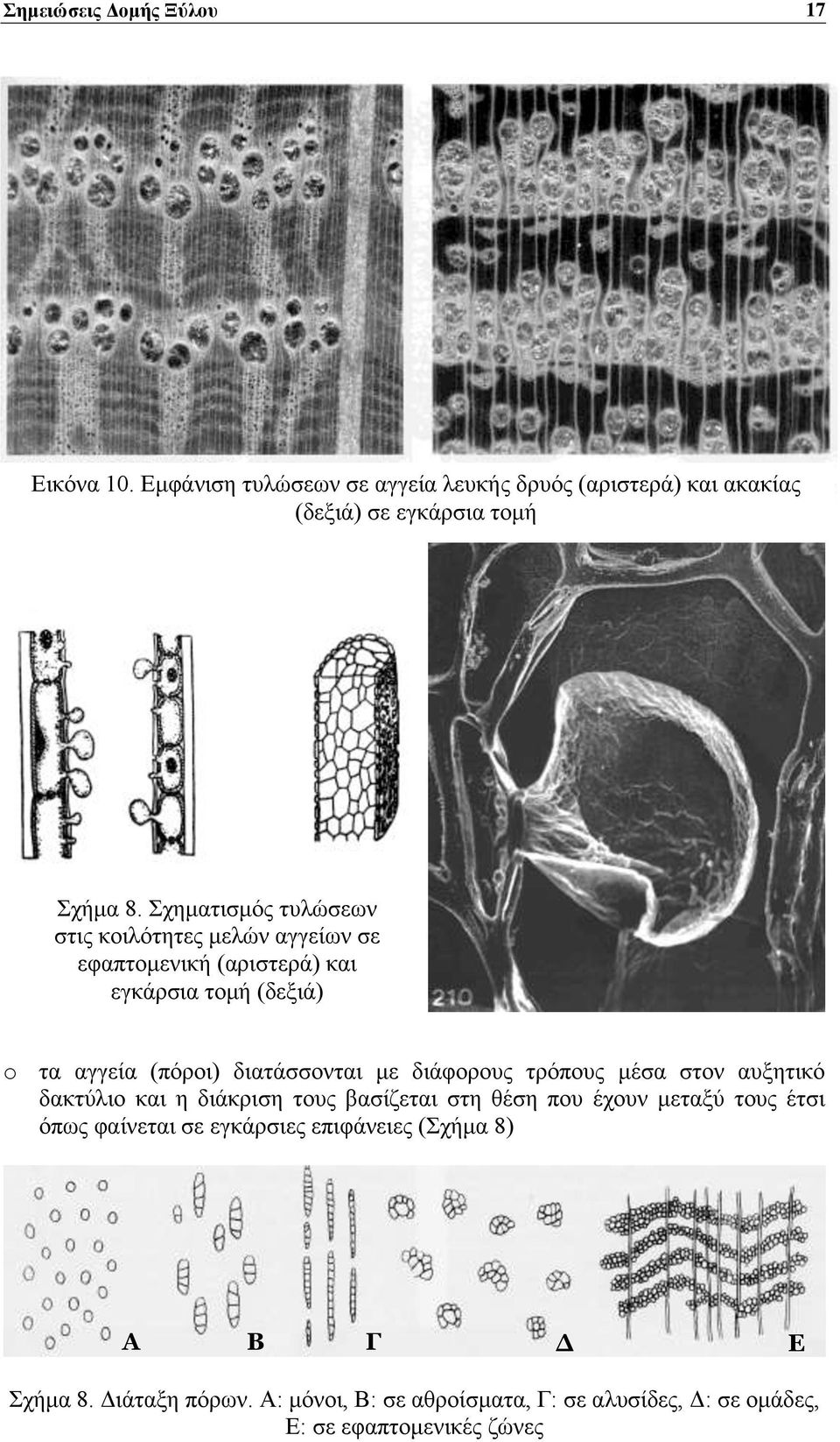 με διάφορους τρόπους μέσα στον αυξητικό δακτύλιο και η διάκριση τους βασίζεται στη θέση που έχουν μεταξύ τους έτσι όπως φαίνεται σε