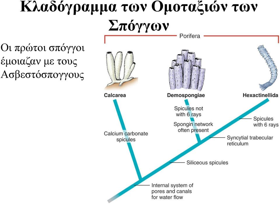 πρώτοι σπόγγοι