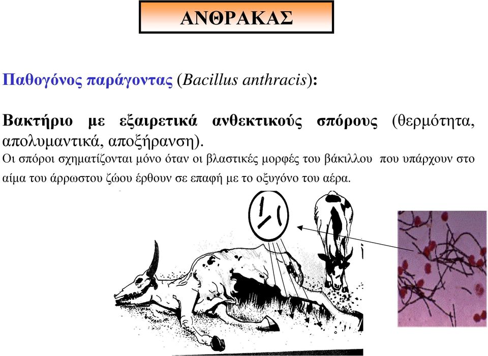 Οι σπόροι σχηµατίζονται µόνο όταν οι βλαστικές µορφές του βάκιλλου