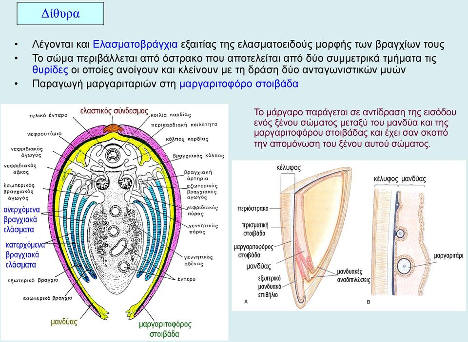 ανταγωνιστικών μυών Παραγωγή μαργαριταριών στη μαργαριτοφόρο στοιβάδα Το μάργαρο παράγεται σε αντίδραση της εισόδου