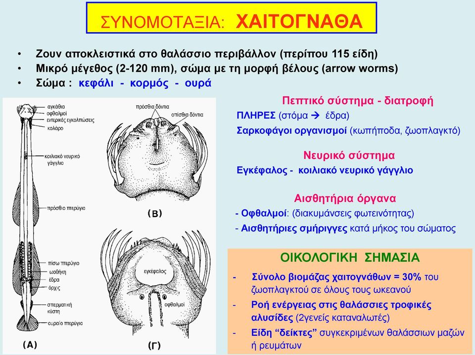 γάγγλιο Αισθητήρια όργανα - Οφθαλμοί: (διακυμάνσεις φωτεινότητας) - Αισθητήριες σμήριγγες κατά μήκος του σώματος ΟΙΚΟΛΟΓΙΚΗ ΣΗΜΑΣΙΑ - Σύνολο βιομάζας χαιτογνάθων