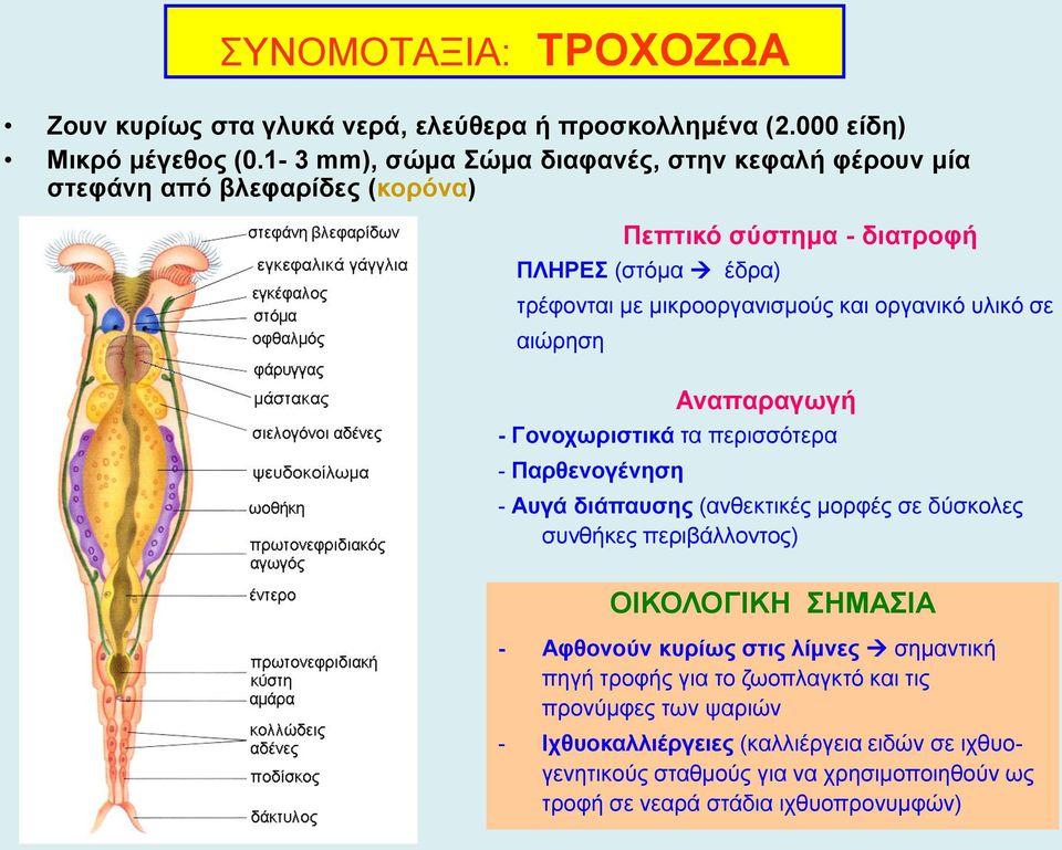 οργανικό υλικό σε αιώρηση Αναπαραγωγή - Γονοχωριστικά τα περισσότερα - Παρθενογένηση - Αυγά διάπαυσης (ανθεκτικές μορφές σε δύσκολες συνθήκες περιβάλλοντος) ΟΙΚΟΛΟΓΙΚΗ