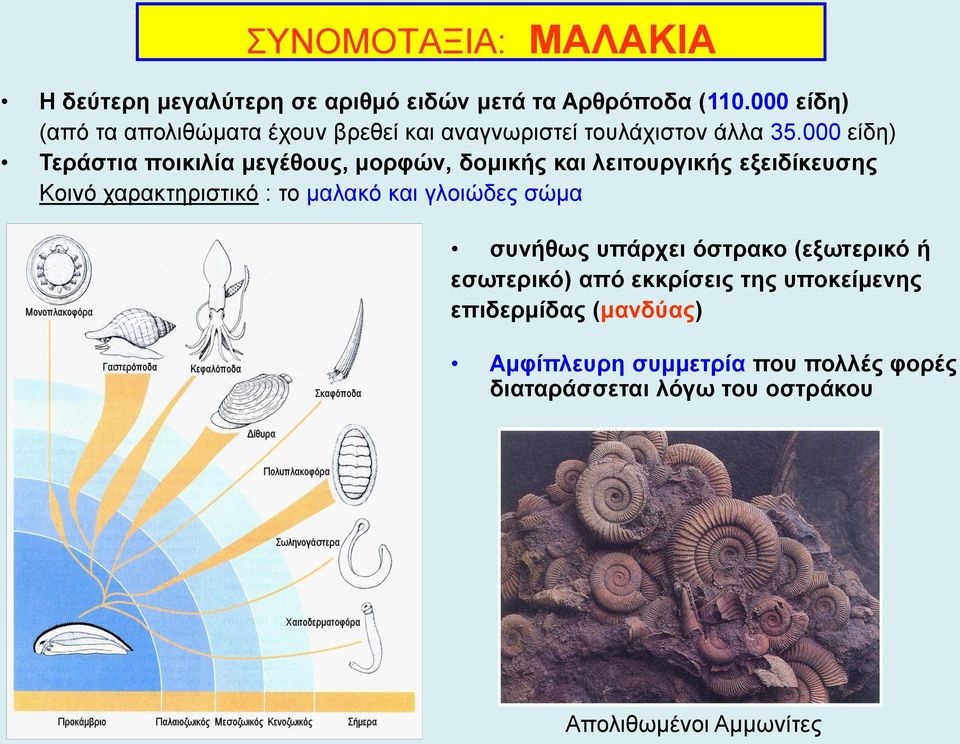 000 είδη) Τεράστια ποικιλία μεγέθους, μορφών, δομικής και λειτουργικής εξειδίκευσης Κοινό χαρακτηριστικό : το μαλακό και