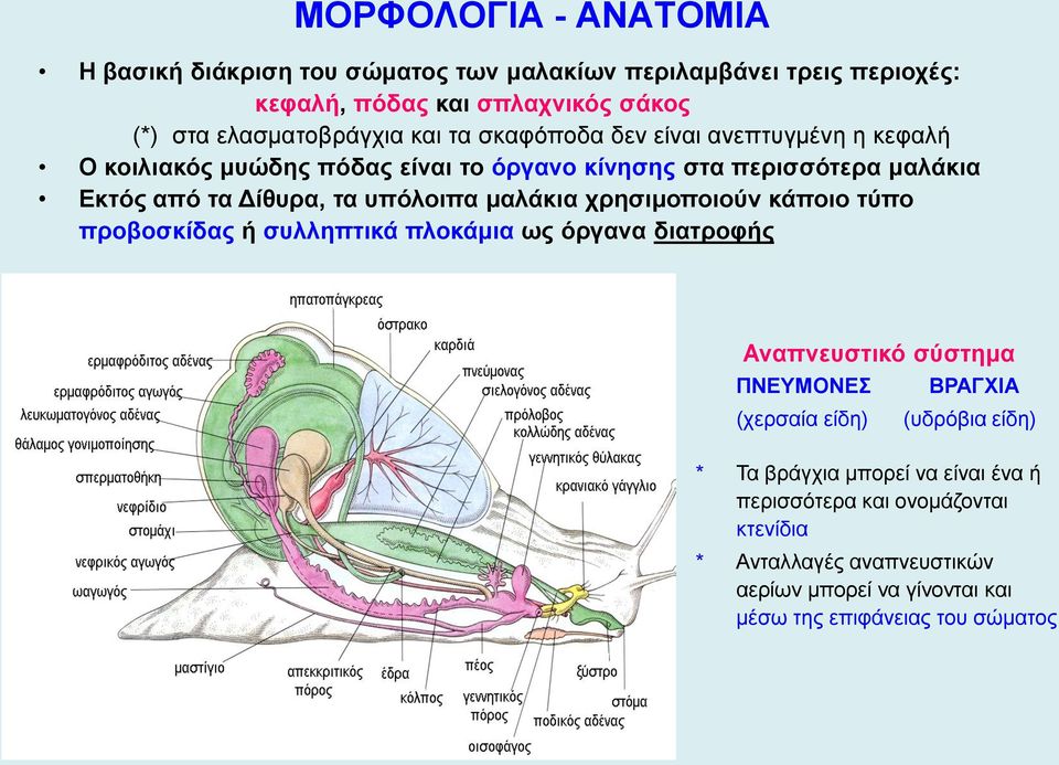 μαλάκια χρησιμοποιούν κάποιο τύπο προβοσκίδας ή συλληπτικά πλοκάμια ως όργανα διατροφής Αναπνευστικό σύστημα ΠΝΕΥΜΟΝΕΣ (χερσαία είδη) ΒΡΑΓΧΙΑ (υδρόβια