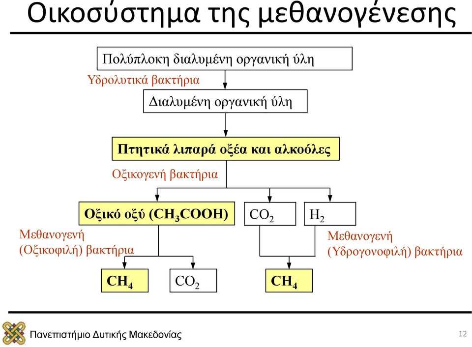 αλκοόλες Οξικογενή βακτήρια Μεθανογενή (Οξικοφιλή) βακτήρια Οξικό