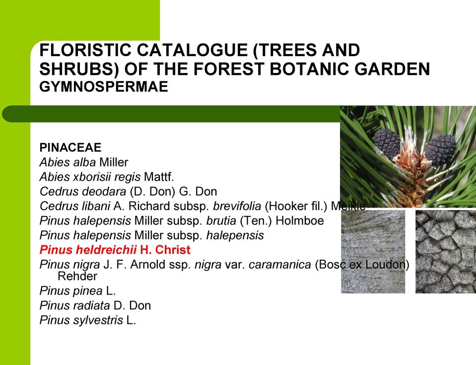 ) Meikle Pinus halepensis Miller subsp. brutia (Ten.) Holmboe Pinus halepensis Miller subsp.