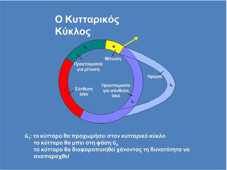 τοκύτταροθαπροχωρήσειστονκυτταρικόκύκλο