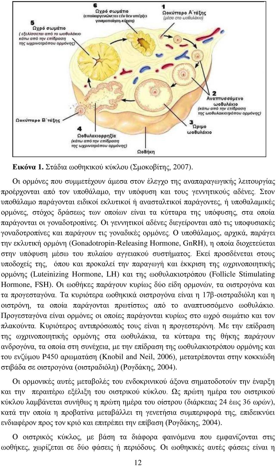 Στον υποθάλαμο παράγονται ειδικοί εκλυτικοί ή ανασταλτικοί παράγοντες, ή υποθαλαμικές ορμόνες, στόχος δράσεως των οποίων είναι τα κύτταρα της υπόφυσης, στα οποία παράγονται οι γοναδοτροπίνες.