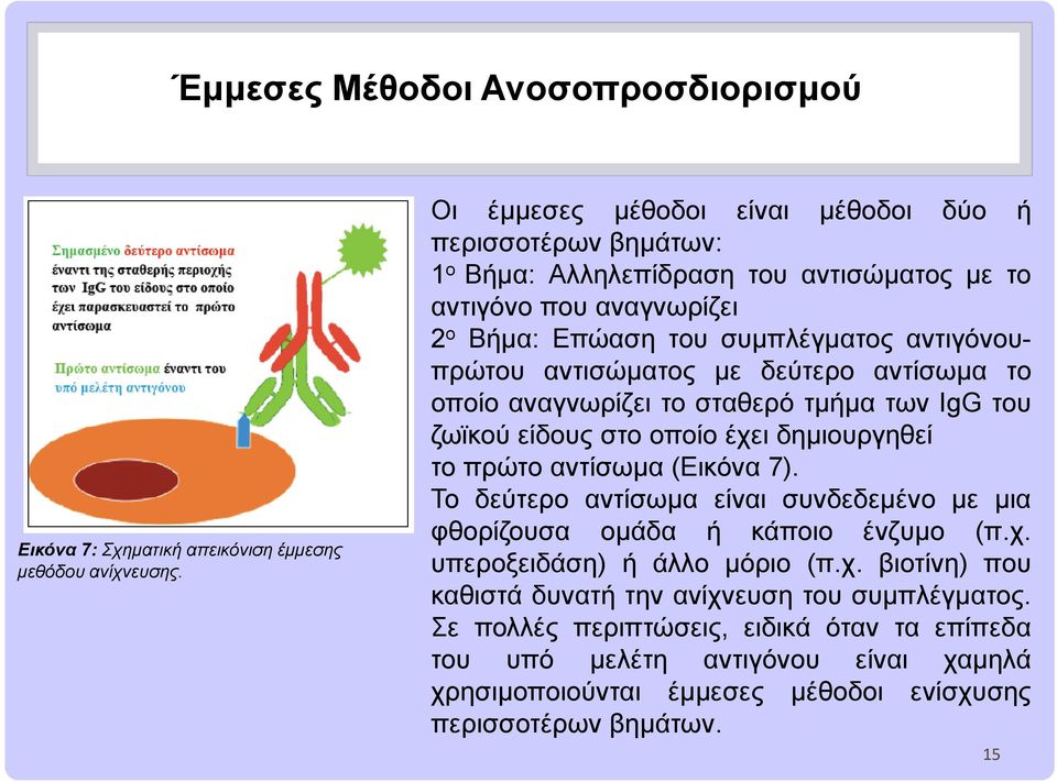 αντισώματος με δεύτερο αντίσωμα το οποίο αναγνωρίζει το σταθερό τμήμα των IgG του ζωϊκού είδους στο οποίο έχει δημιουργηθεί το πρώτο αντίσωμα (Εικόνα 7).