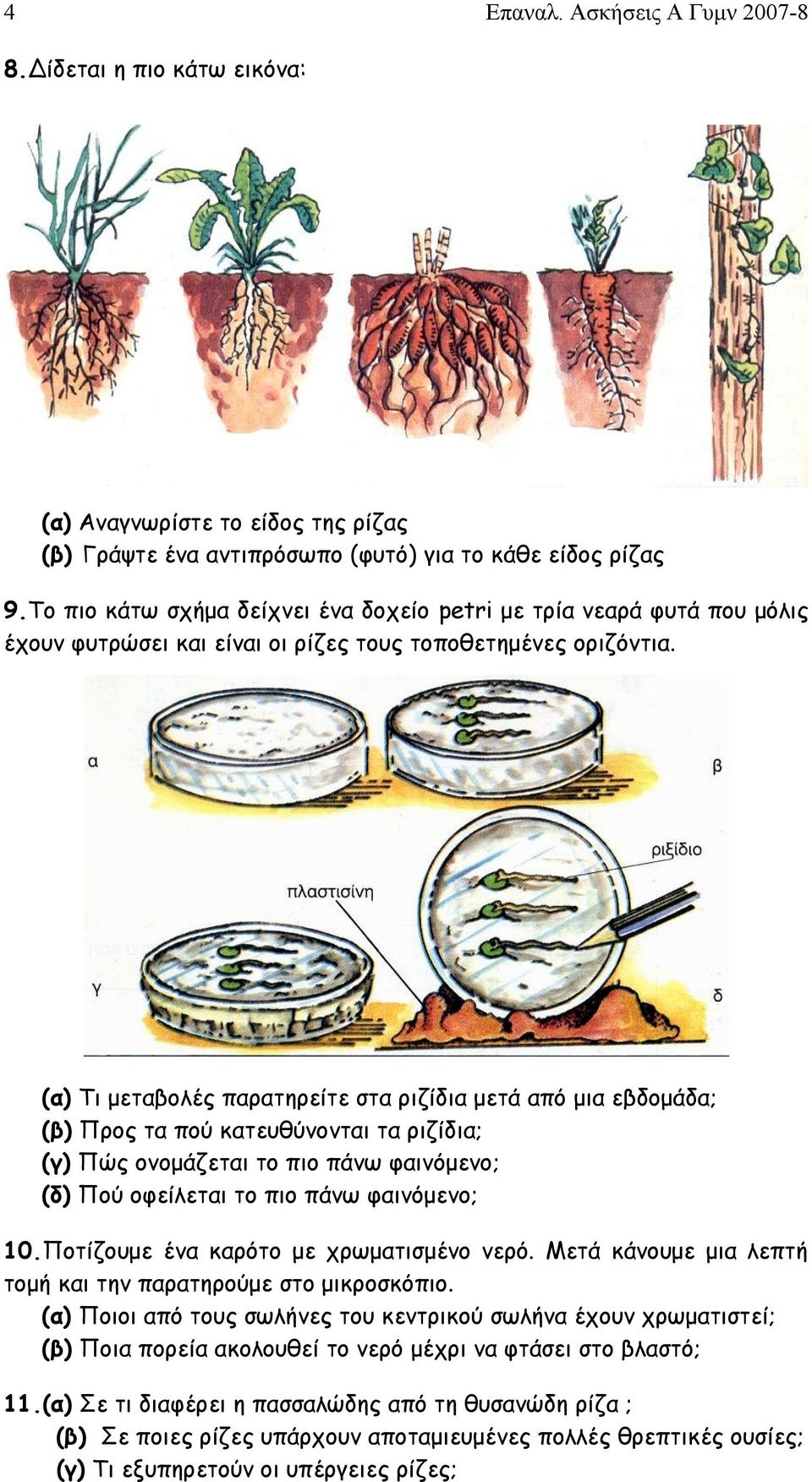 (α) Τι μεταβολές παρατηρείτε στα ριζίδια μετά από μια εβδομάδα; (β) Προς τα πού κατευθύνονται τα ριζίδια; (γ) Πώς ονομάζεται το πιο πάνω φαινόμενο; (δ) Πού οφείλεται το πιο πάνω φαινόμενο; 10.