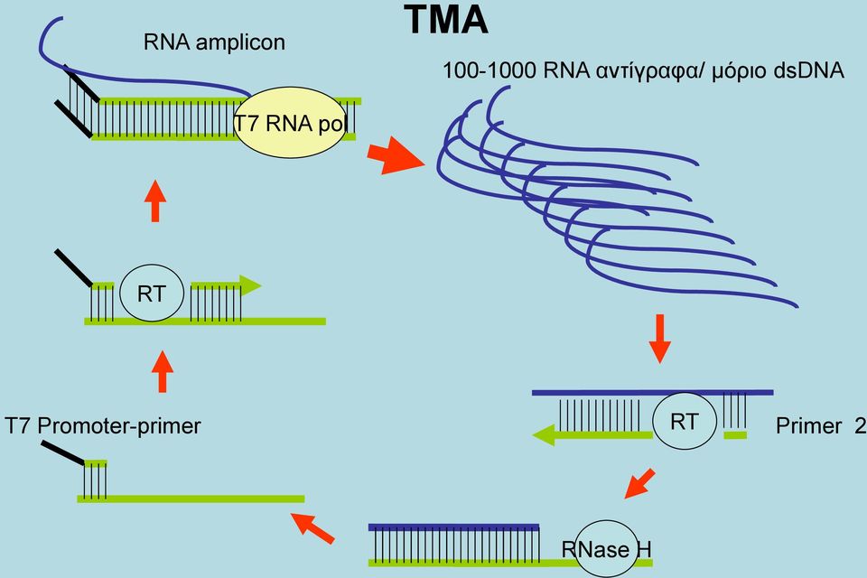 T7 RNA pol RT T7
