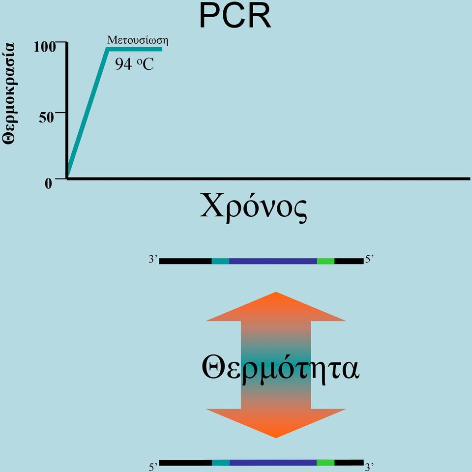 C PCR 50 0